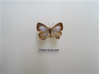 藏品(大娜波灰蝶)的圖片